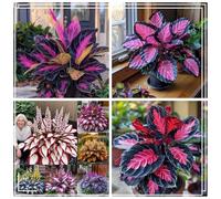 Perenni,resistenti,splendente e vivace,Facile da curare,Rizoma hosta,Vari Colori,bellissima.-4Hosta-B