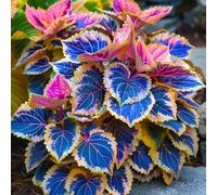 Perenni,resistenti,splendente e vivace,Facile da curare,Rizoma hosta,Vari Colori,bellissima.-4Hosta-D