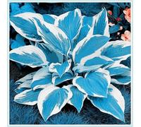Perenni,resistenti,splendente e vivace,Facile da curare,Rizoma hosta,Vari Colori,bellissima.-4Hosta-E