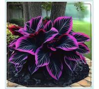 Perenni,resistenti,splendente e vivace,Facile da curare,Vari Colori,bellissima.-6Hosta-A