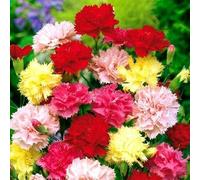 PERENNIAL CARNATION - 200 SEEDS - DWARF VIENNA - caryophyllus Seeds ONLY