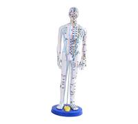 perfeclan Modello di agopuntura medica cinese, corpo intero con base di supporto, modello di agopuntura umana in PVC, altezza 15,7 pollici per studenti, Bianco