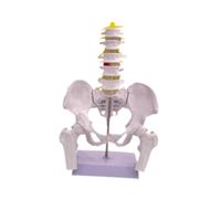 perfeclan Modello di bacino femminile, scienza medica di alta qualità, attrezzatura didattica per scheletro umano durevole, modello medico di scheletro, Style B