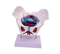 perfeclan Modello di bacino femminile, scienza medica di alta qualità, attrezzatura didattica per scheletro umano durevole, modello medico di scheletro, Style C