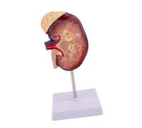 perfeclan Modello Umano, Modello di Anatomia Degli Organi Interni per Lezioni di Scienze.