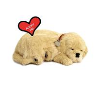 Perfect Petzzz 5519717 Cucciolo di Golden Retriever che dorme e respira, 25 cm