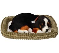 Perfetto coccolone razza Bovaro del Bernese