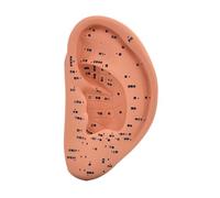 perfk Modello di agopuntura dell'orecchio Meridiani medici cinesi simulazione multifunzionale Assistenza didattica e didattica, 22 Cm