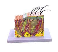 perfk Struttura dello Strato dei Capelli Strumento didattico Medico Giocattoli educativi in PVC Struttura dello Strato della Pelle Blocco del Modello della