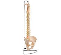 Performance Health Life Size Flexible Vertebral Column with Pelvis, Highly Detailed, for Science or Medical Classroom, Doctor's Office or Clinic