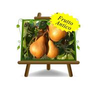 Peri Kaiser Imp. Alessandro Pianta da frutto antico vaso 26 max 200 cm 4 anni