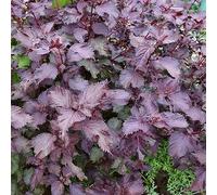 Perilla di giardino selvatico inverno semi medicinali resistenti semi 50pcs