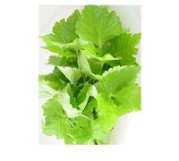 Perilla Foglie Taglio Tisana 100 Gr