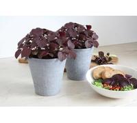 Perilla Shiso "Basilico giapponese" su vaso cm 12 BIO, 2 piante MODIPITRE