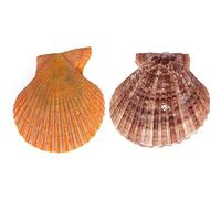 Perle cozze ostriche con perle all'interno artigianato fai da te collana gioielli perla Oyster Pectinid Shell accessori orecchini naturali 6 pezzi