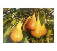 Pero Bella Di Giugno. Garden Talamonti.