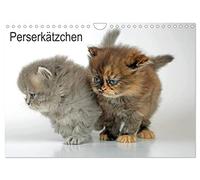 Perserkätzchen / CH-Version (Wandkalender 2026 DIN A4 quer), CALVENDO Monatskalender: Neun Katzenbabys im Fotostudio