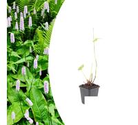 Persicaria a. 'Alba' | 12 pezzi - 10-25cm - Ø9cm - Pianta da giardino