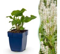 Persicaria ampl. Alba - Poligono - Ombra - Bianco - 15-25cm - Ø11cm - Pianta da giardino