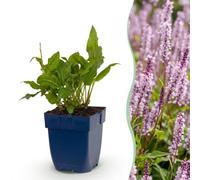 Persicaria ampl. Rosea - Poligono - Ombra - Rosa - 15-25cm - Ø11cm - Pianta da giardino