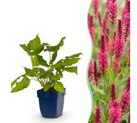Persicaria amplexicaulis - Poligono - Attira api e farfalle - Rosso - 24 piante - 15-25cm - Ø11cm - Pianta da giardino