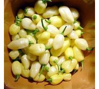 Peruviano White Lightning Habanero Pepper 30+ semi- CALDO