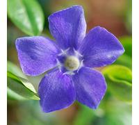 Pervinca "Vinca Major" pianta tappezzante in vaso ø9 cm con canna h. 60 cm Vivaio di Castelletto