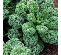 PERZOE 100 Pezzi di Semi di Cavolo Riccio casa, Giardino Cortile Fattoria pianta vegetale nutriente Semi di Cavolo