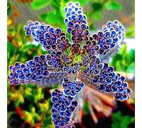 PERZOE 100 Semi di Piante succulente Blu, Decorazione Ornamentale per Balcone Giardino Domestico Bonsai Semi di Piante Succulente Blu