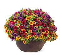 PERZOE 120 Pz Misti Gloxinia Calibrachoa Petunia Semi di Fiori, Giardino Giardino Pianta Bonsai Semi di Gloxinia 120pcs