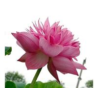 PERZOE 20 Pz Mix Semi di Loto, Ninfea Bonsai Balcone Giardino Pianta da Fiore Idroponica Semi di Loto