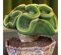 PERZOE 30/60 Pezzi di Semi di Cactus rari, Piante grasse per la casa e L'Ufficio, Decorazioni per Bonsai Semi di Cactus 60 Pezzi