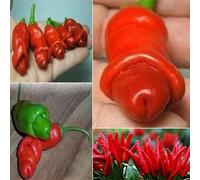 PERZOE 30 Pezzi di Semi di Peperoncino per Pene di Pepe pornografico, Decorazioni da Giardino per Piante vegetali Speciali Semi di Peperoncino# 30 Pezzi