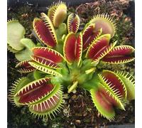 PERZOE Semi di acchiappamosche da 150 Pezzi, pianta Carnivora Bonsai in Vaso Dionaea con Clip Grande Semi di acchiappamosche