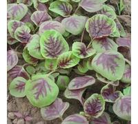 PERZOE Semi di Amaranto da 500 Pezzi, Alto Tasso di germinazione Semi di Piante di Amaranto prolifico Bellissimo Giardino Resistente agli Agenti atmosferici per Giardino Mescola Il Colore