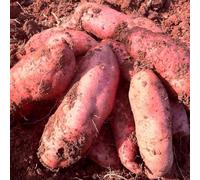 PERZOE Semi di ortaggi da 100 Pezzi, Semi di Patate Dolci Misti perenni con irrigazione Media produttiva Accessori da Giardino Semi