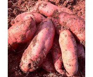 PERZOE Semi di ortaggi da 100 Pezzi, Semi di Patate Dolci Misti perenni con irrigazione Media produttiva Accessori da Giardino Semi