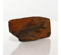 Pesce In Resina Di Scisto Fossile Replica