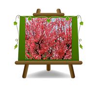 Pesco da Fiore rosso / rosato Pianta Ornam Altezza: 180-200 cm 4 anni Vaso 26 cm