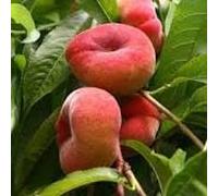 PESCO TABACCHIERA PIATTO varietà da innesto antica albero da frutta di 2 anni vaso 22