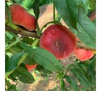 pescosemi da balcone resistenti semi decorativi colonnari perenni resistenti semi biologici giardino 10pcs