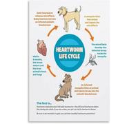 Pet Heartworm Life Cycle Educational Poster Veterinary Medicine Study Decor Canvas