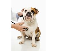 PET INFORMATION BOOK: HOUSE SETTING GUIDE FOR YOUR LOVELY FUR BUDDIES