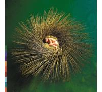 Peter Gabriel - Ovo The Millenium Show - The Story Of Ovo