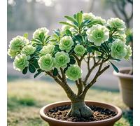 Petite a forma di foglia, rizomi di rosa del deserto, un vero e proprio colpo d'occhio, rizomi Desert Rose, perfetta idea regalo, multicolore ad alta resa