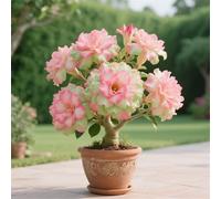 Petite a forma di foglia, rizomi di rosa del deserto, un vero e proprio colpo d'occhio, rizomi Desert Rose, perfetta idea regalo, multicolore ad alta resa