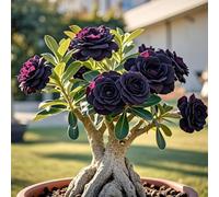 Petite a forma di foglia, rizomi di rosa del deserto, un vero e proprio colpo d'occhio, rizomi Desert Rose, perfetta idea regalo, multicolore ad alta resa