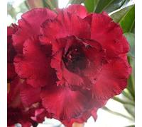 Petite a forma di foglia, rizomi di rosa del deserto, un vero e proprio colpo d'occhio, rizomi Desert Rose, perfetta idea regalo, multicolore ad alta resa