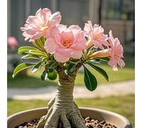 Petite a forma di foglia, rizomi di rosa del deserto, un vero e proprio colpo d'occhio, rizomi Desert Rose, perfetta idea regalo, multicolore ad alta resa