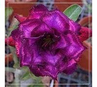 Petite a forma di foglia, rizomi di rose del deserto, un vero e proprio colpo d'occhio, rizomi Desert Rose, perfetta idea regalo, multicolore ad alta resa. Rizomi resistenti all'inverno, 4 cipolle C